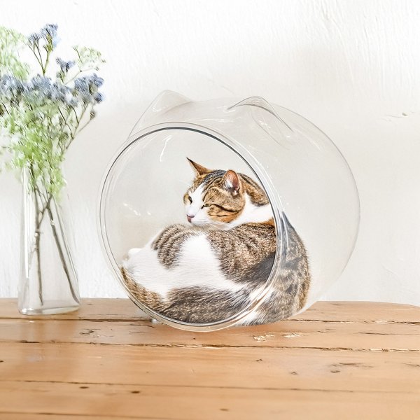 画像2: 猫　Ear (2)