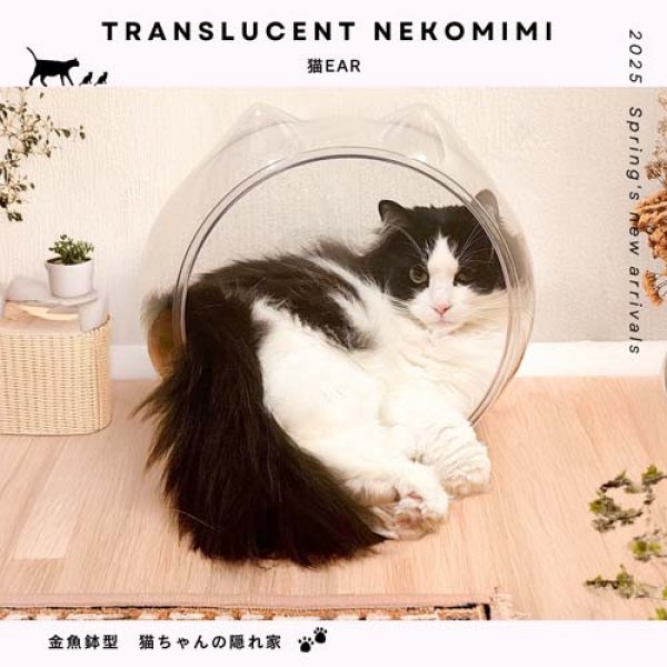 画像3: 猫　Ear (3)