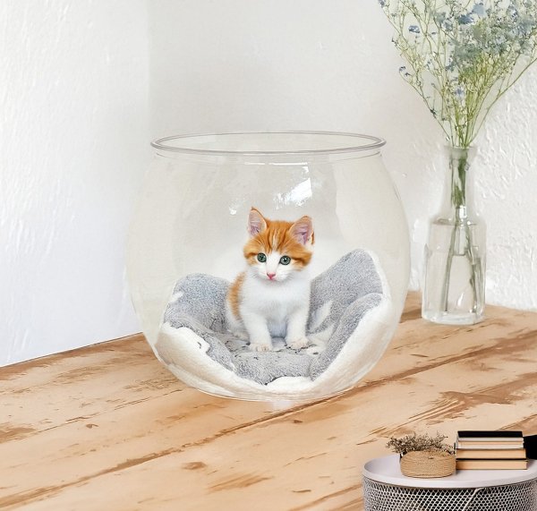 画像8: 猫の金魚鉢 (8)