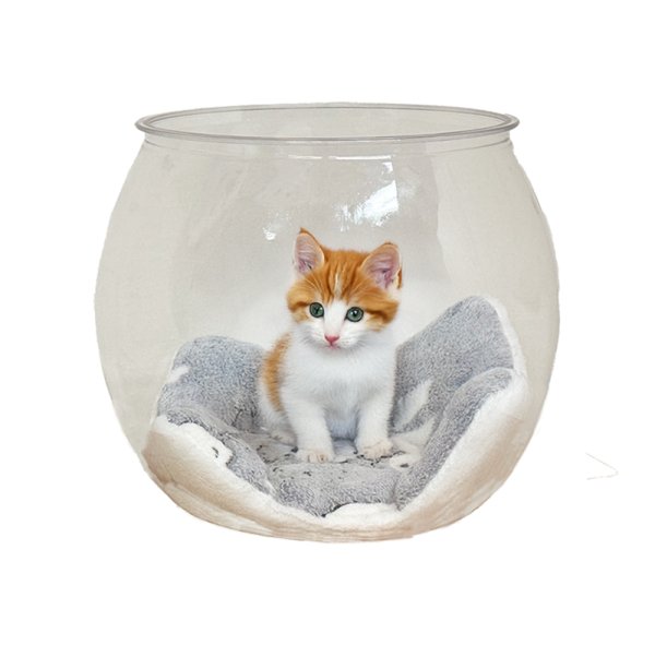 画像4: 猫の金魚鉢 (4)