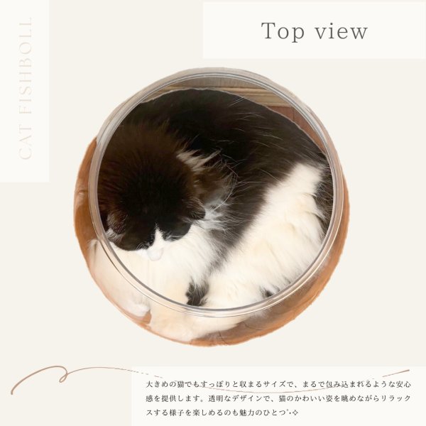 画像5: 猫の金魚鉢 (5)